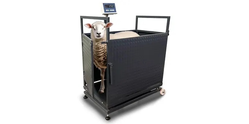 KBH Sheep Livestock Scale