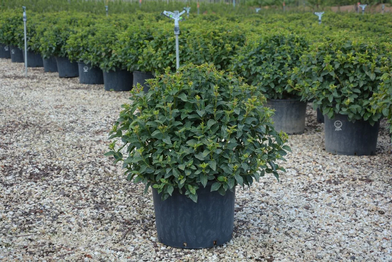 شتلة Viburnum