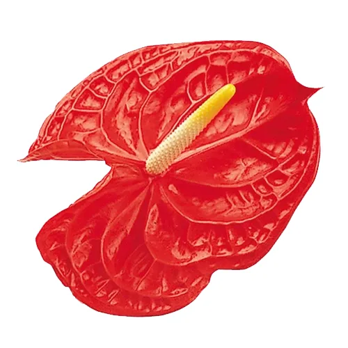 زهرة مقطوفة Anthurium Tropical