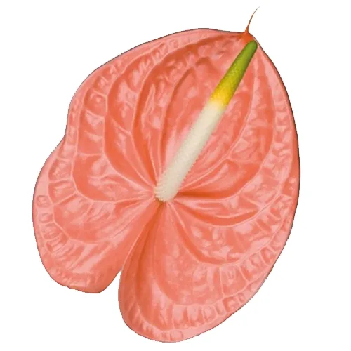 زهرة مقطوفة Anthurium Sante