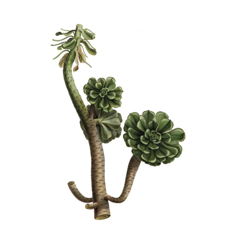 نبات عصاري Aenium Arboretum