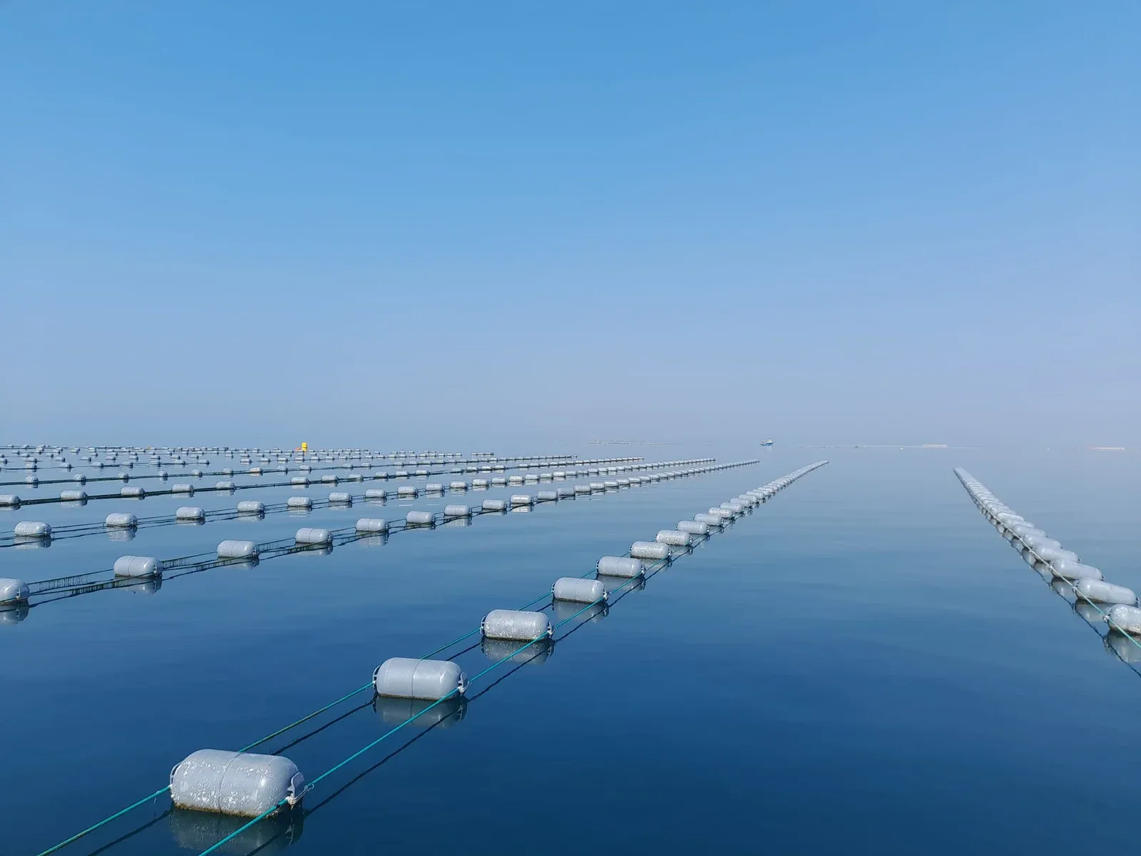 عوامة استزراع محار Mussel Farming Buoy