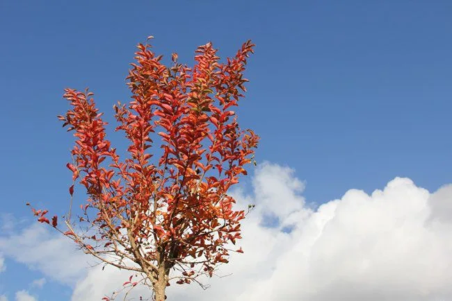شتلة Lagerstroemia