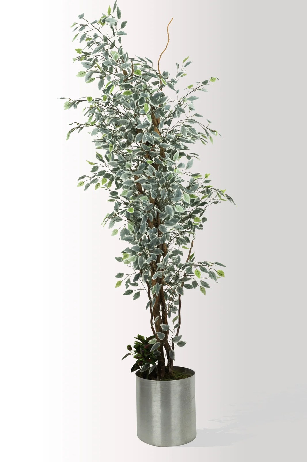 شجرة Ficus Benjamina صناعية بوعاء معدني 180 سم