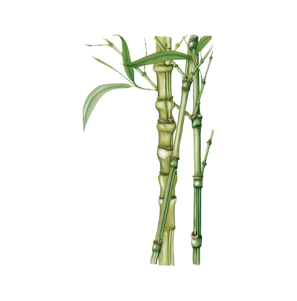 شتلة Bambusa Aurea