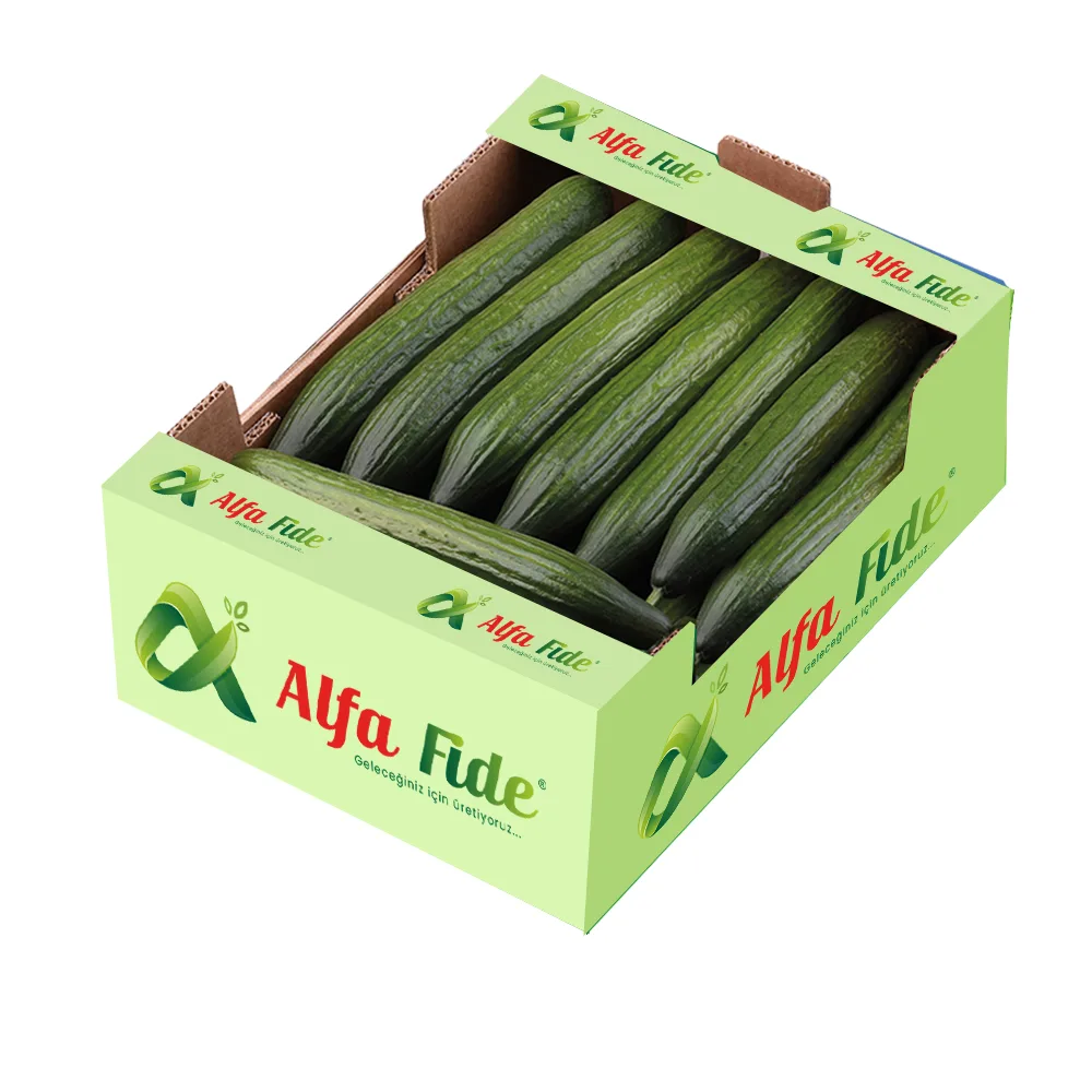 شتلة خيار