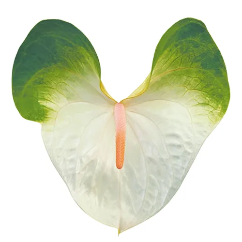 زهرة مقطوفة Anthurium Sinba