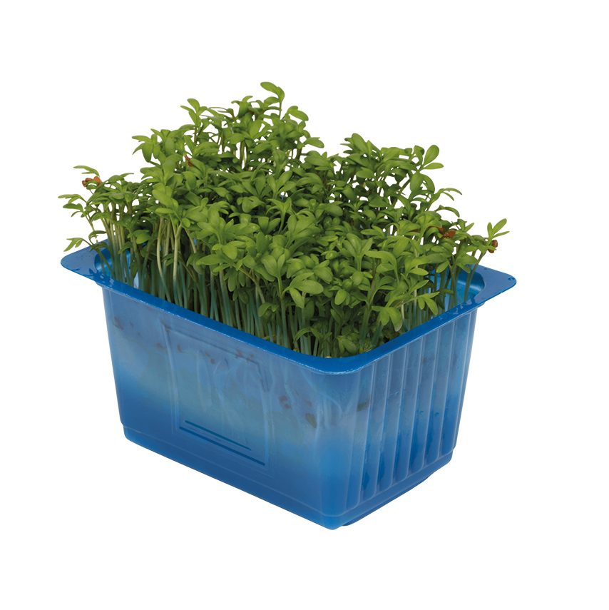 garden cress