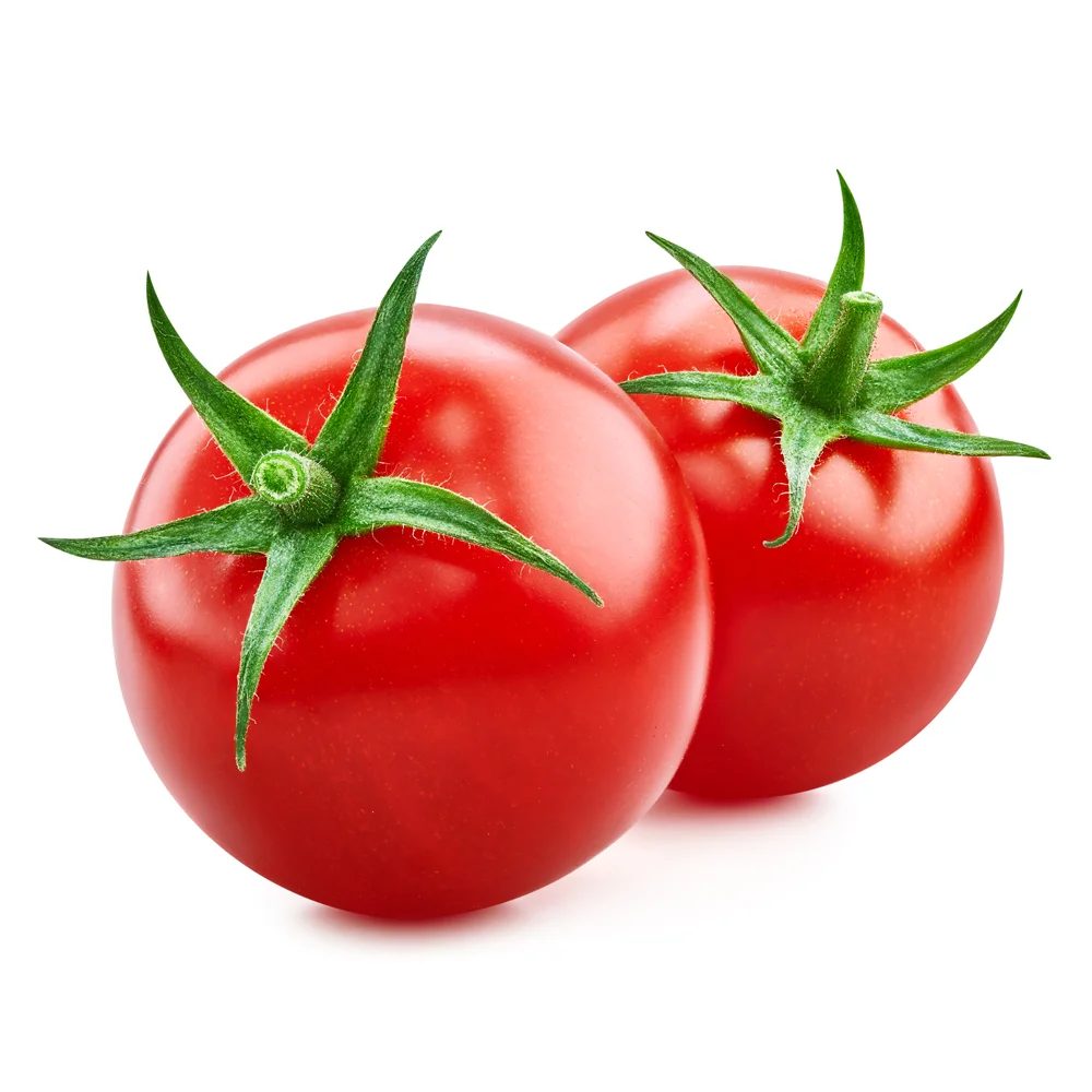 شتلة الطماطم
