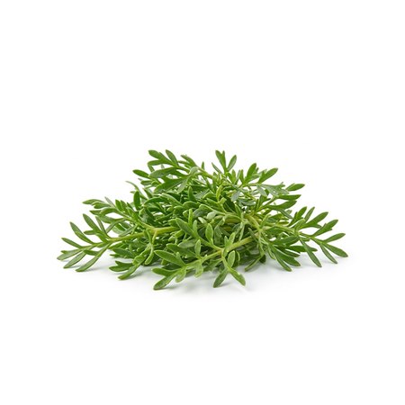شمر البحر (كايا كوروغو)