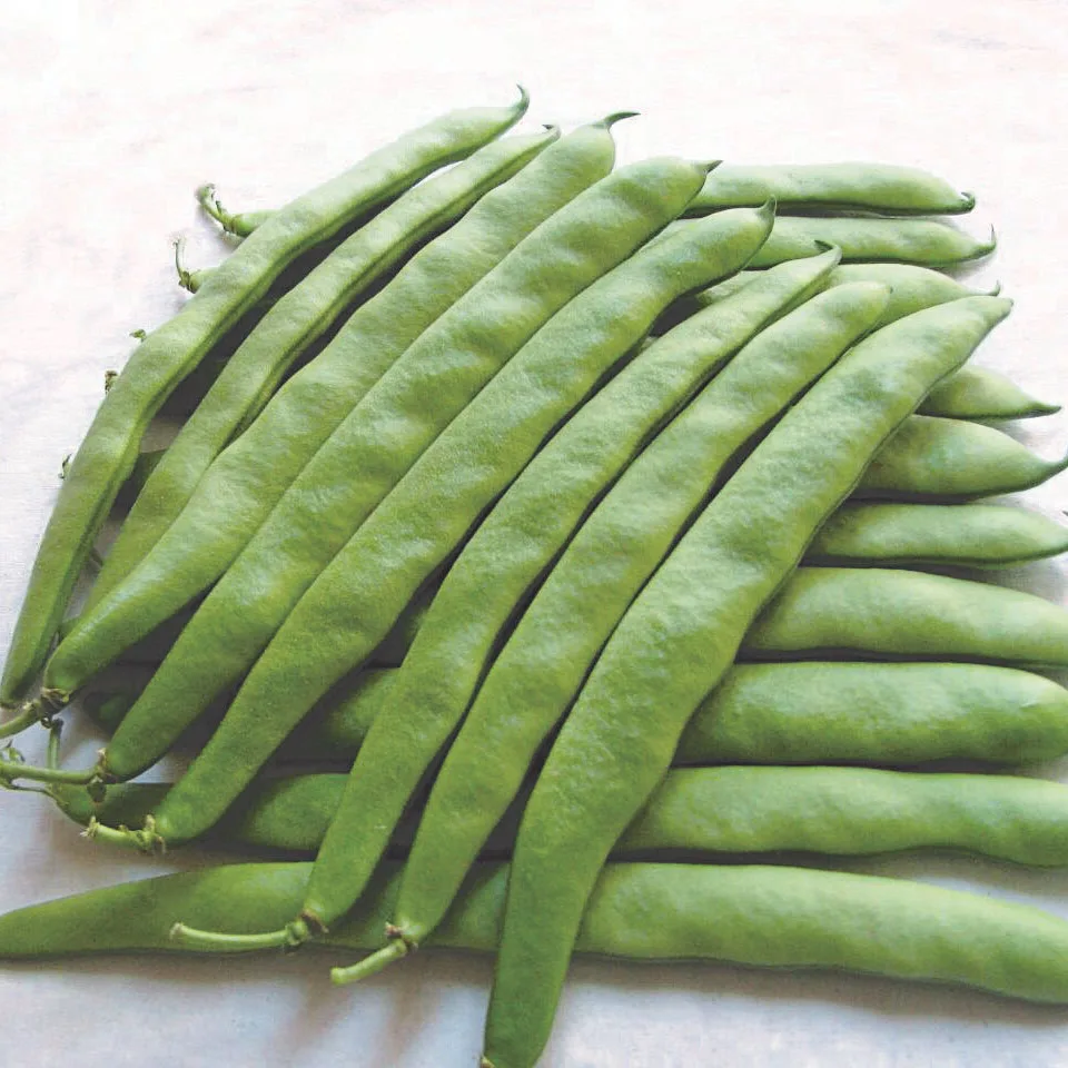 BOND bush bean seeds
