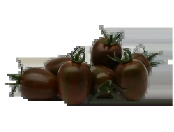Hybrid tomato seeds ALAGOZ F1